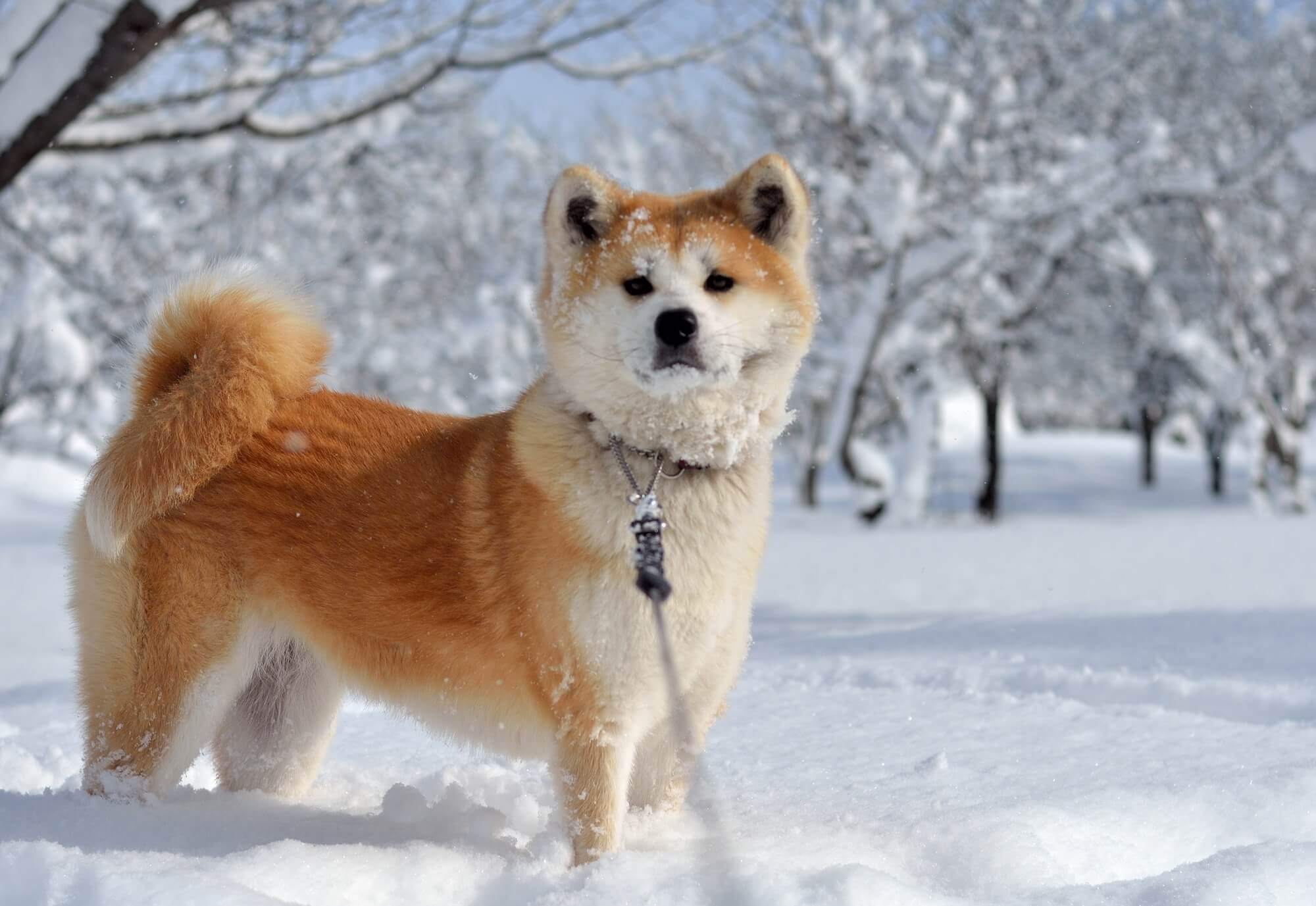 秋田犬の歴史やルーツとは？